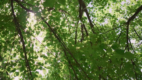 Sehen-Sie-Sich-Das-Sonnenlicht-Durch-Grüne-Blätter-Im-Sommerwald-An.-Sonne-Scheint-Zwischen-Zweigen.