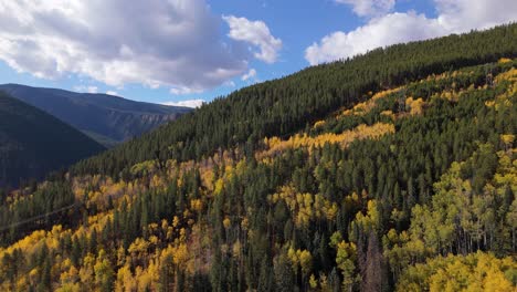 wide moving drone shot of fall aspen hillside