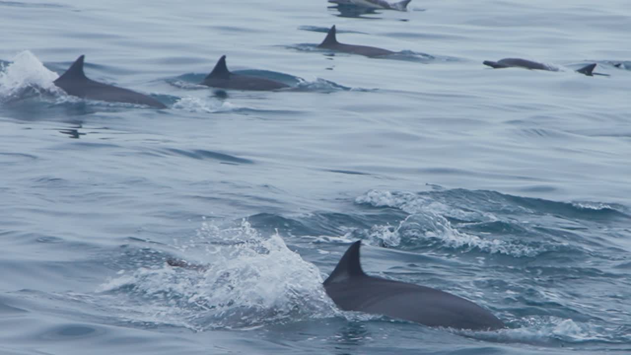 Dolphins swimming gracefully in the ocean, showing a serene and peaceful nature