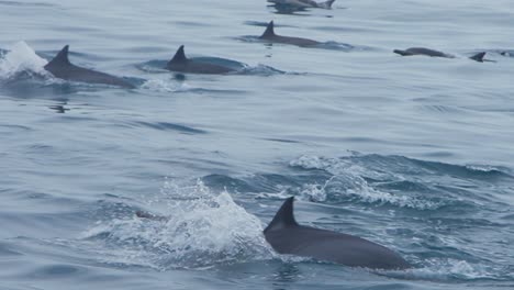 dolphins swimming gracefully in the ocean, showing a serene and peaceful nature
