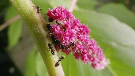 grupo de hormigas y una araña luchando por el territorio en el jardín en una flor