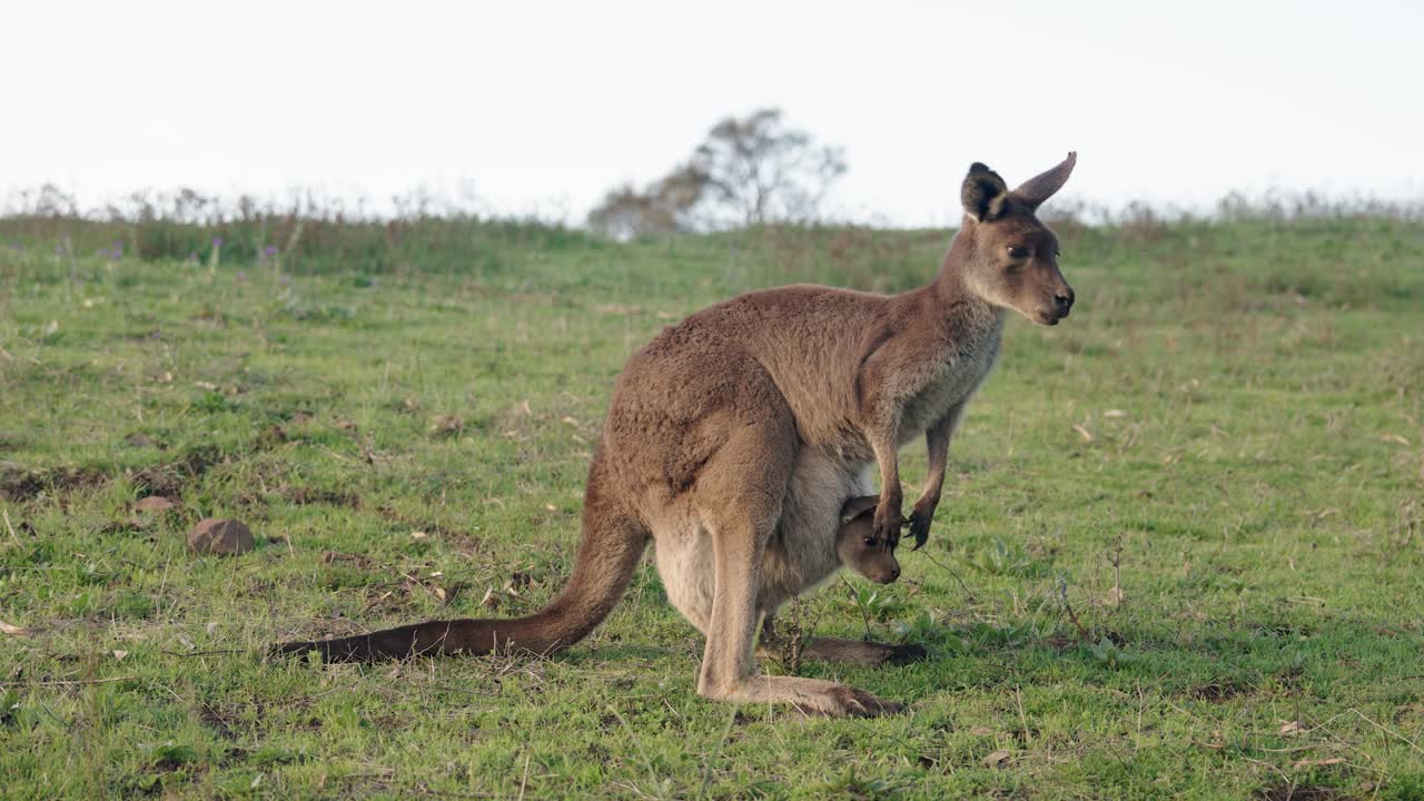 Kangaroo with Joey in Australian Grassland