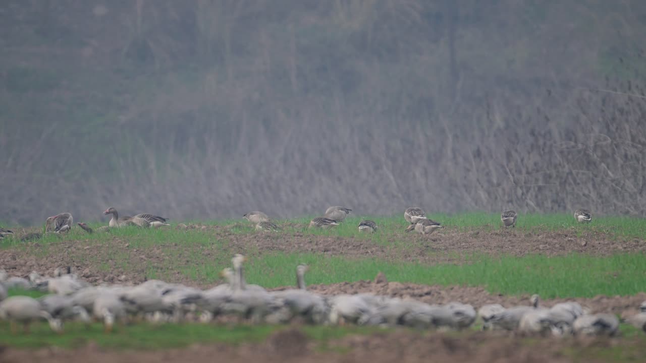 밀 에서 먹이 를 먹고 있는 그레이라그 거위 의 무리