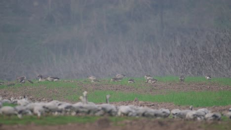 Herde-Graugänse-Auf-Der-Suche-Nach-Nahrung-In-Weizenfeldern