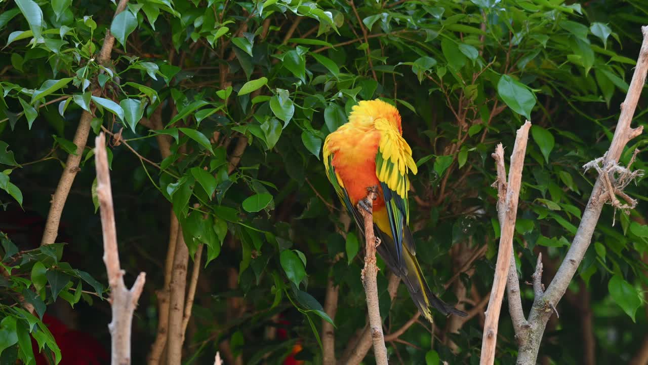 visto manteniendo la cabeza hacia atrás mientras duerme encima de su percha, sol cotorra o perico sol, aratinga solstitiali, sudamérica