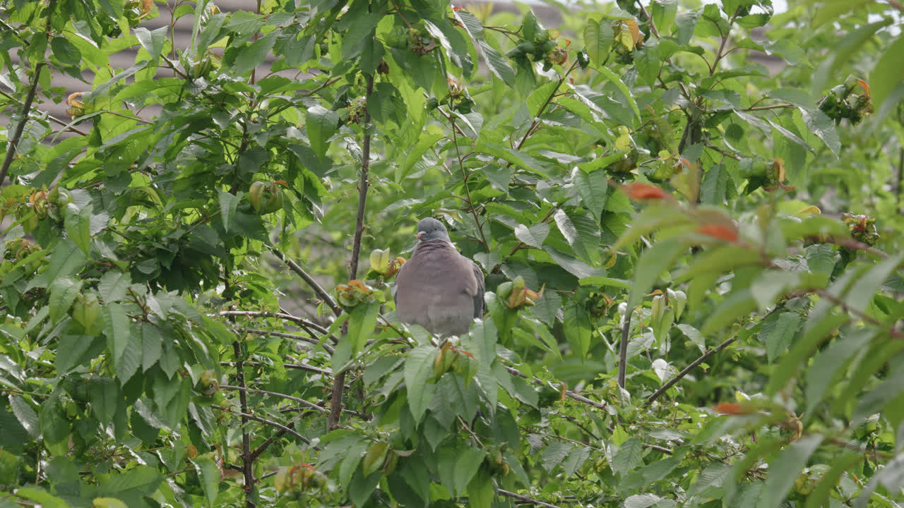 paloma de madera silvestre sentada en lo alto de un árbol de sicómoro en el campo del reino unido
