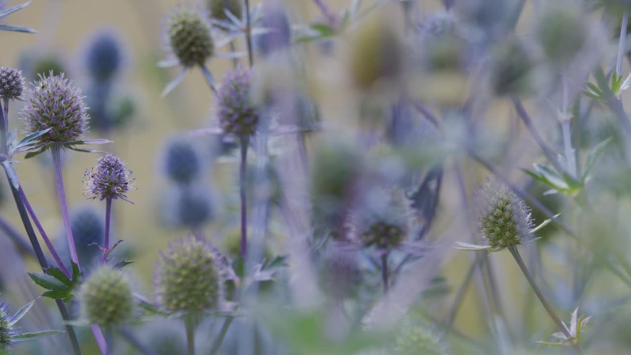 Bee moves among lavender thistles in soft light, shallow depth of field, gentle pan