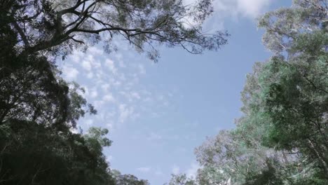 cloud moving fast shot from middle of forest