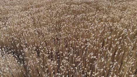 natural yellow field moved by wind in a sunny day | flying over field of hay | beautiful spring tall grass