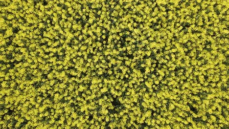 Beautiful-yellow-rapeseed-field-during-sunset-in-central-Europe