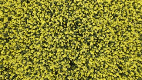 hermoso campo de colza amarillo durante la puesta de sol en europa central