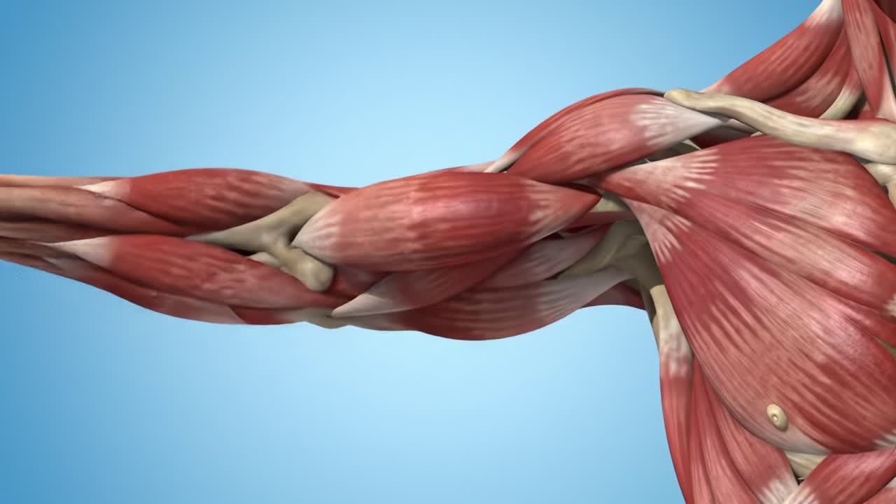Detailed Visualization of Human Arm Musculature Showing Anatomical Structure, Muscle Fiber Arrangement, and Artistic Representation of Upper Limb Anatomy