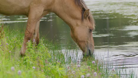 wild konik horse drinking water from a natural pond