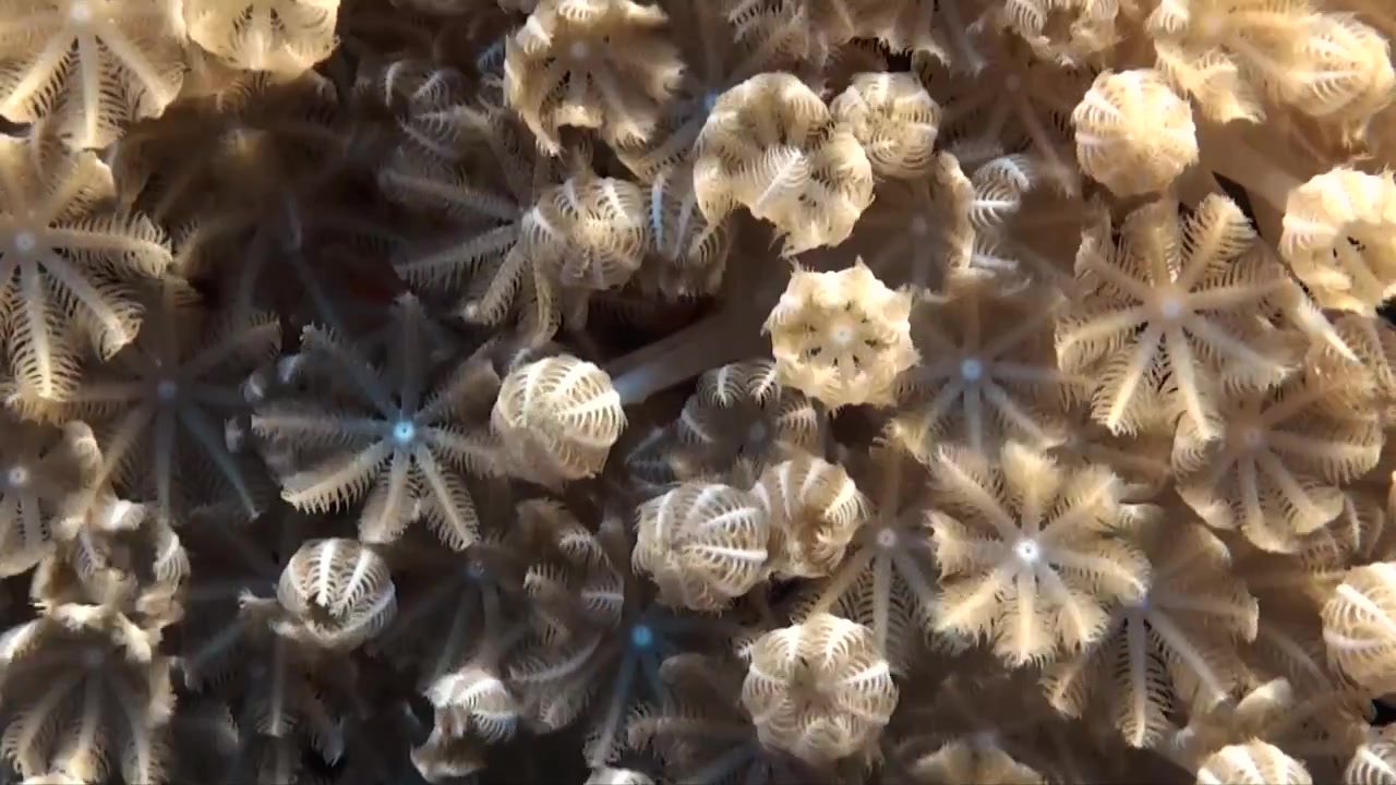 Ripresa ravvicinata di una barriera corallina di Xenia che si nutre nel Mar Rosso