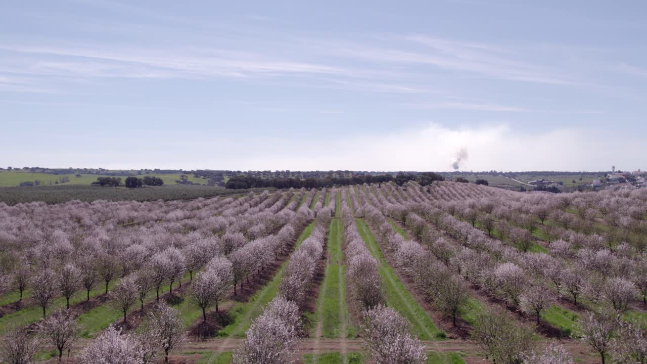 Vista aerea di un prato in Portogallo, pieno di mandorli in piena fioritura.