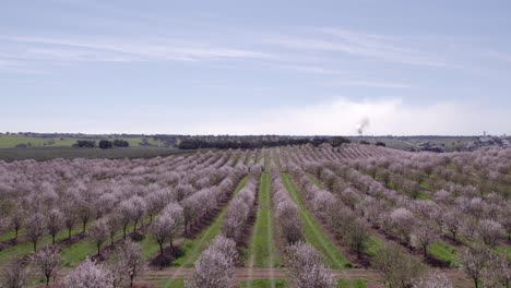 Erhebt-Sich-über-Einer-Wiese-Voller-Mandelbäume-In-Voller-Blüte-In-Portugal,-Aus-Der-Luft