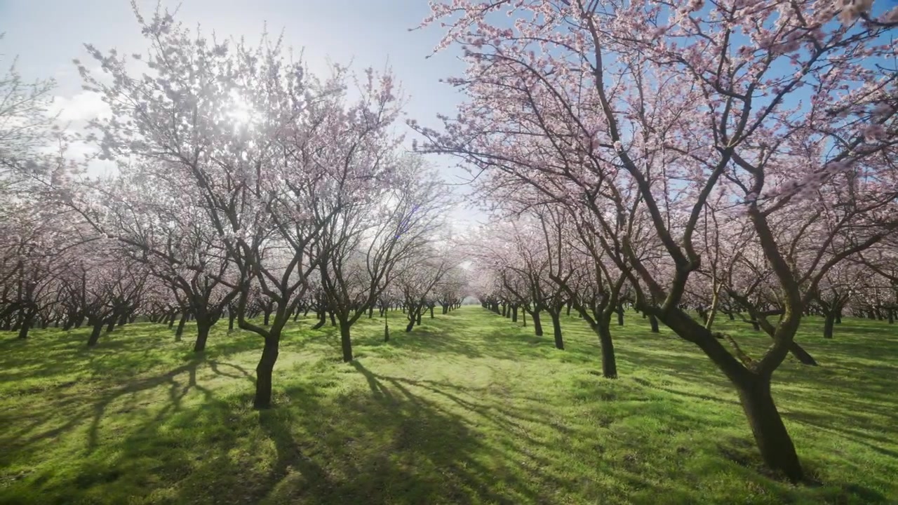 Mandorli in fiore con petali rosa che ricoprono un prato verde sotto un cielo primaverile. Grandangolo