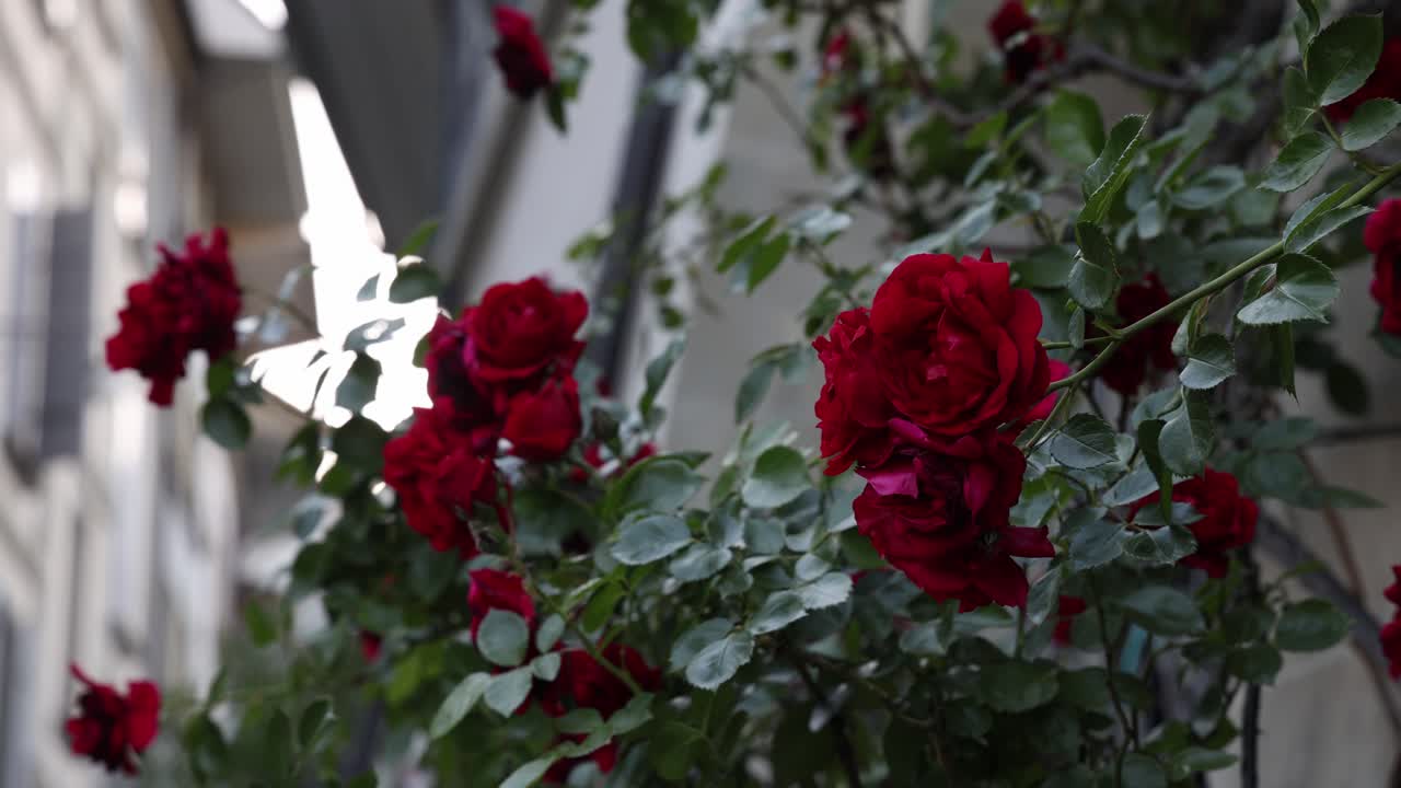 Red roses plant in the city, close up romantic background