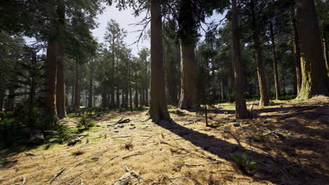 paisaje forestal sereno con árboles altos y matorrales exuberantes