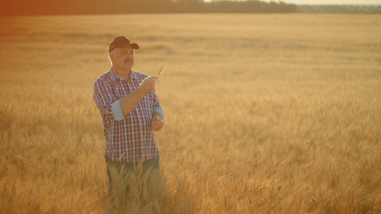 Senior Adult farmer takes his hands on the wheat spikes and examines them while studying at sunset in a cap in slow motion