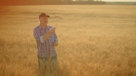 un agricoltore adulto prende le mani sui picchi di grano e li esamina mentre studia al tramonto in un berretto in rallentatore