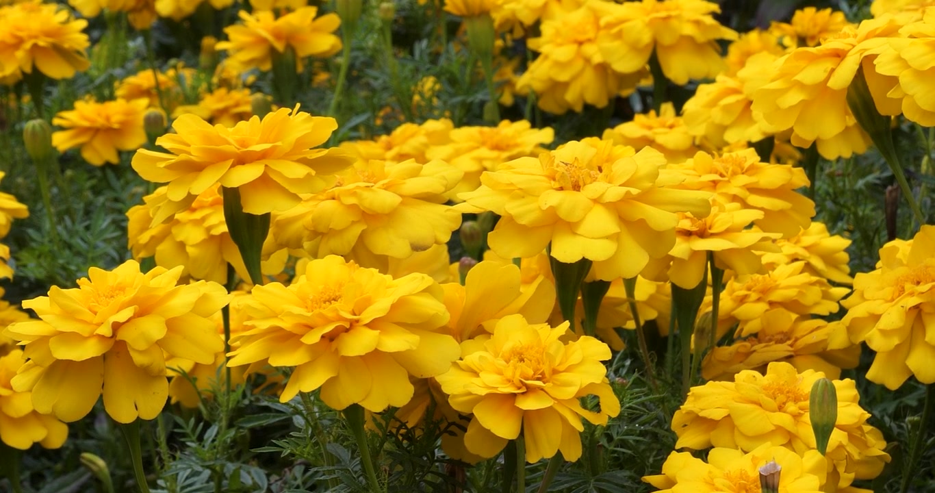 Tagete messicano (Tagetes lemmonii, Tagete azteco) nei Giardini Butchart di Victoria, Columbia Britannica, Canada