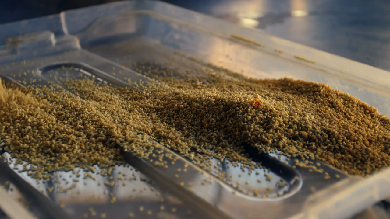 4k 트레이에 뿌리는 곡물