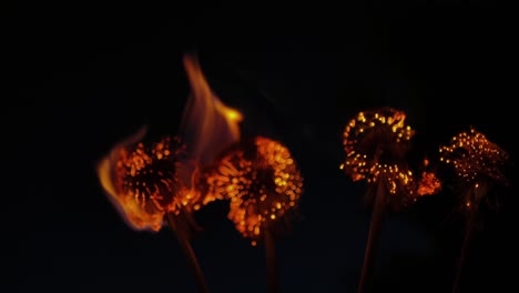 delicate dandelions burn brightly in the dark - close up