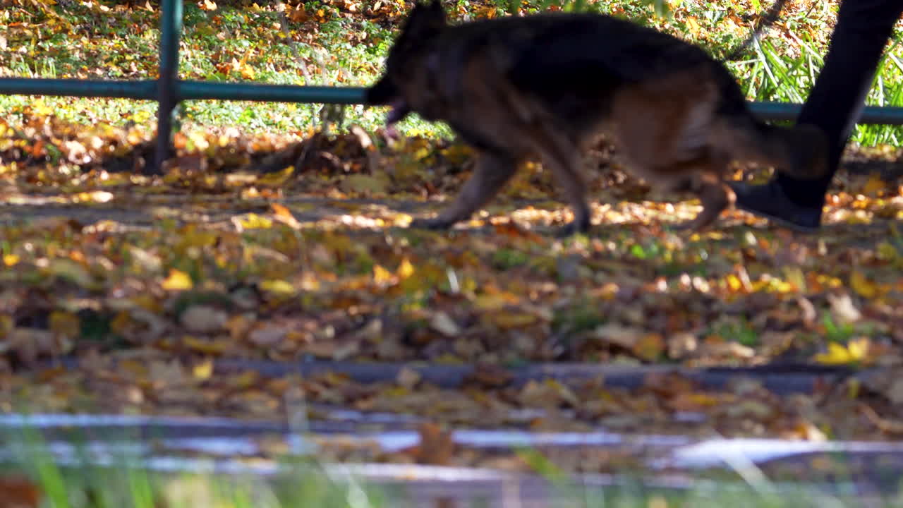 German shepherd walking through fallen autumn leaves in park sunlight, symbolizing calm and seasonal beauty