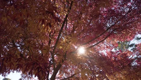 looking up on sunlight passing through red autumn leaves of trees