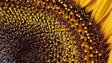 close-up of a sunflower's center