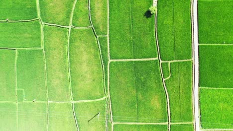 Geometric-shapes-of-green-rice-fields-of-agricultural-farm-bordered-by-narrow-alleys-in-tropical-island,-Thailand