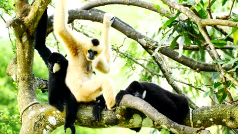 lar gibbon family taking care its cub.