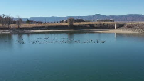 Aerial-shot-of-a-nice-blue-pond-full-of-Canadian-Geese