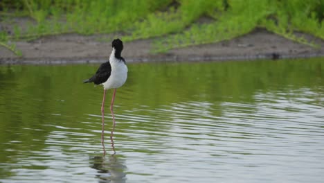 A-Hawaiian-Stilt-wades-in-a-serene-wetland,-surrounded-by-lush-greenery