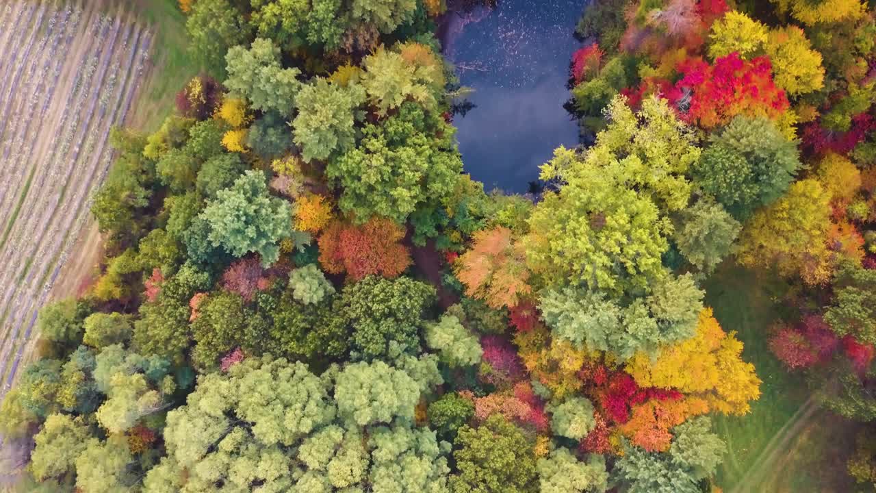 Aerial top view of magnificent trees in autumnal colours. Peabody: USA