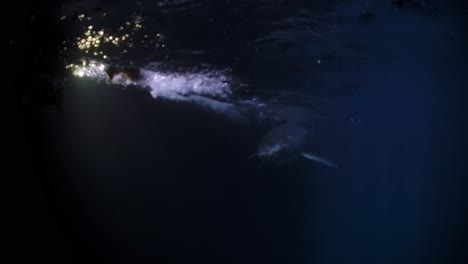 Great-White-Shark-at-night-Neptune-Islands-South-Australia-4k-75fps