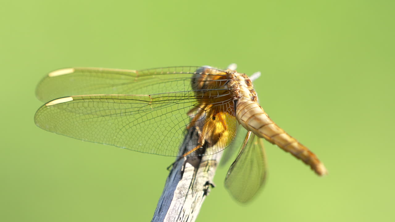 녹색 배경에 그친 황금고리 잠자리