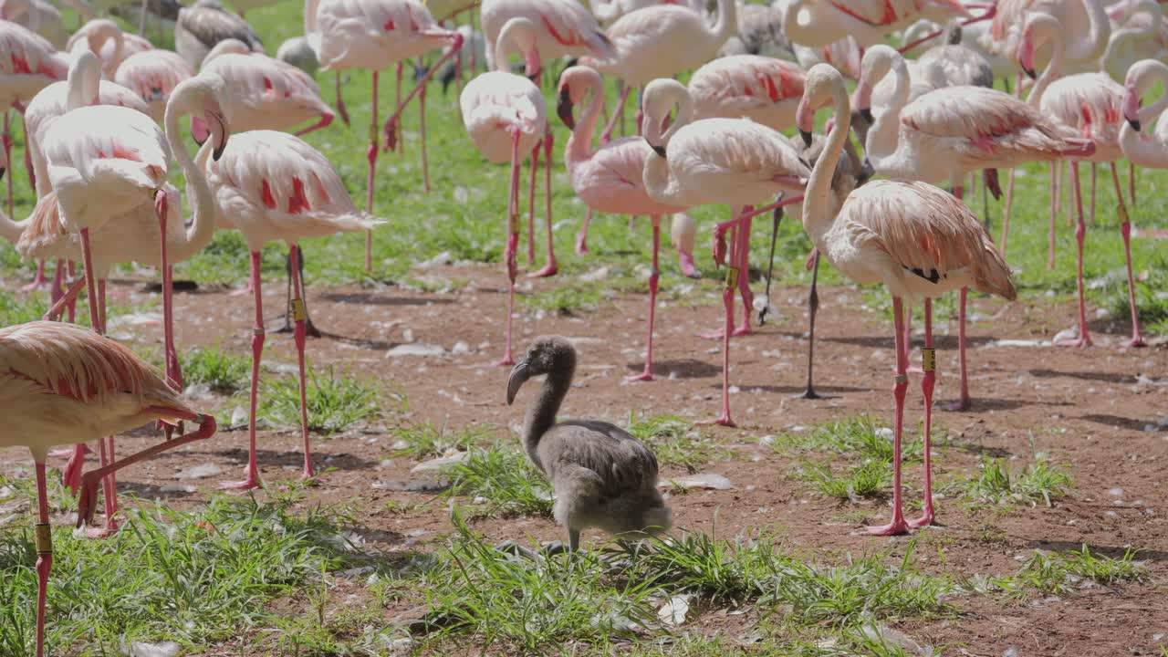 Mixed flock of Greater and Lesser Flamingos walking across grassy landscape, chick in foreground