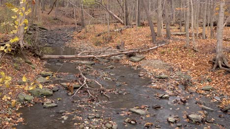 Soplando-Hojas-Doradas-De-Otoño-Sobre-Un-Arroyo-Que-Fluye-En-El-Bosque