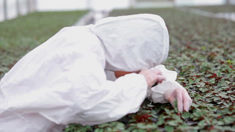 botanist examining plants with microscope