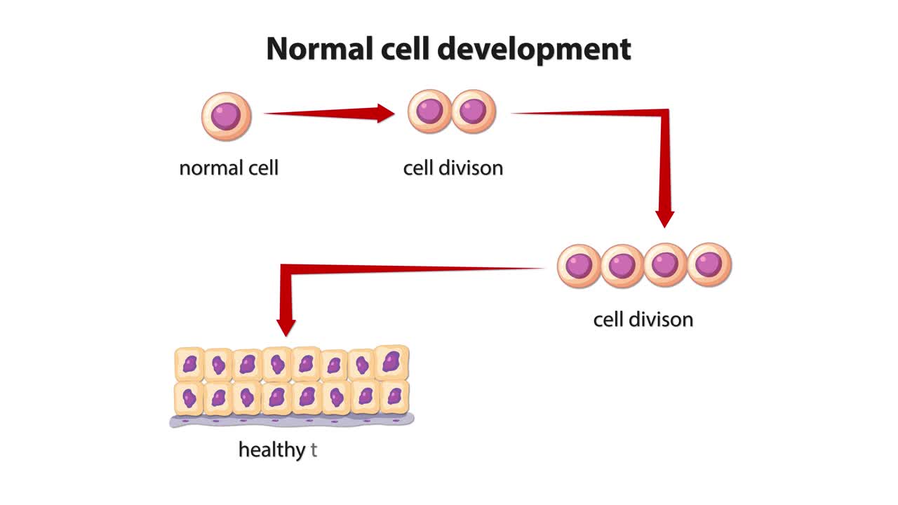 Animated diagram shows step-by-step normal cell division and healthy tissue formation with clear labels
