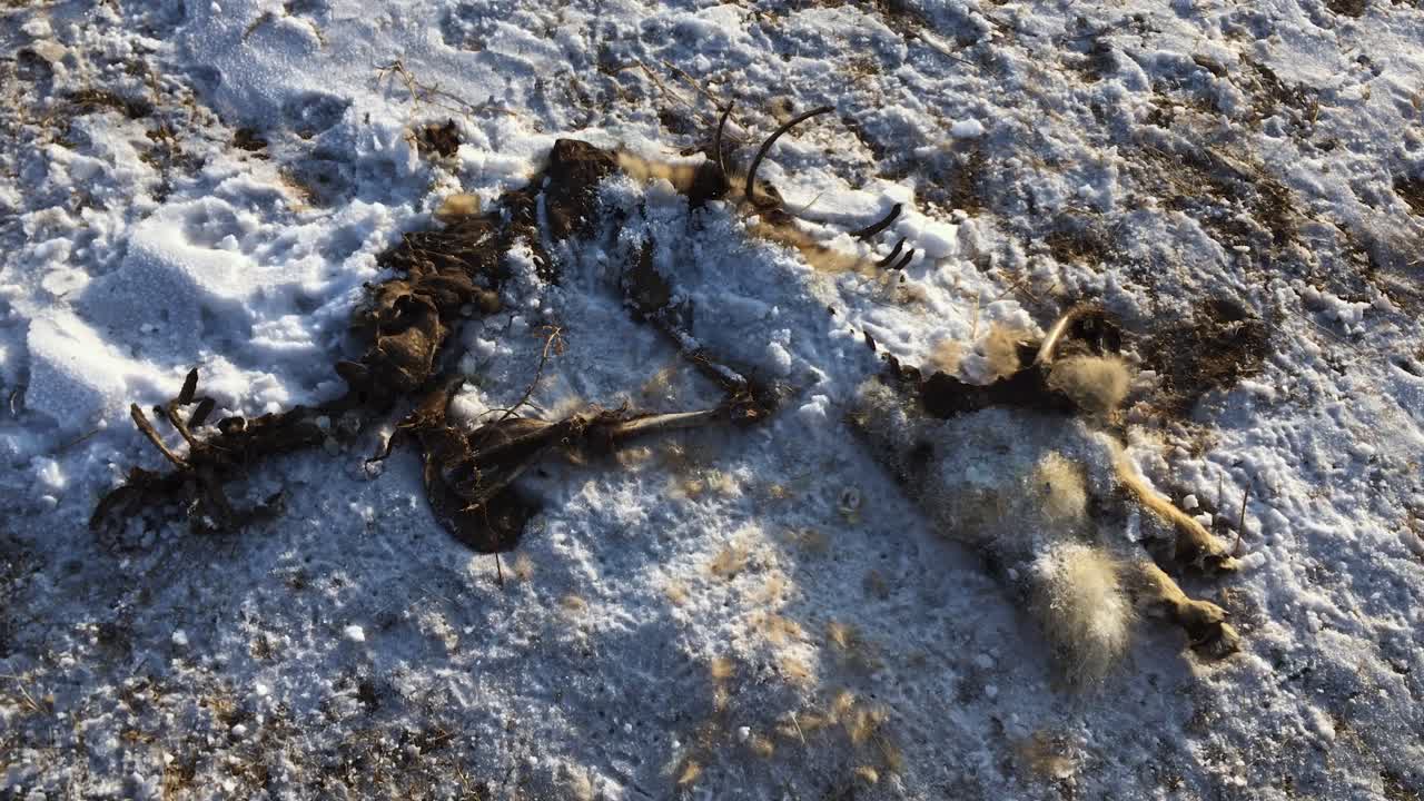 cadáver no identificable de mamífero acostado en la nieve en las zonas rurales de mongolia