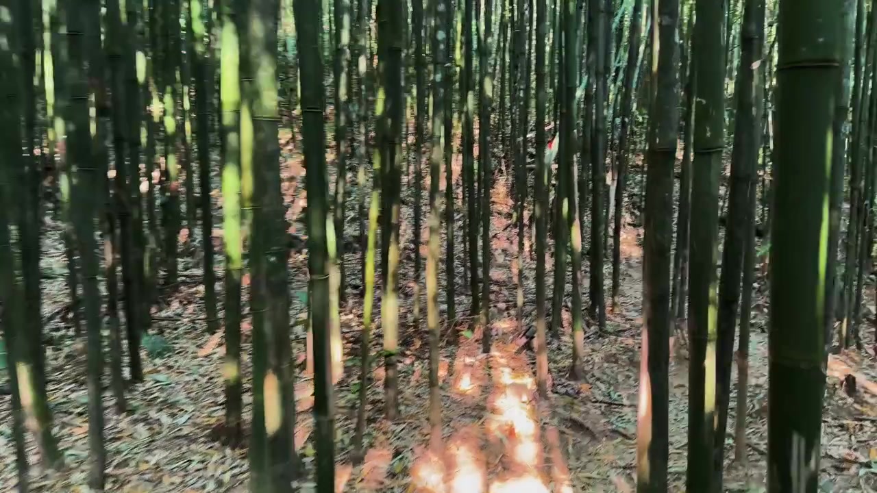 Fusti di bambù illuminati dal sole costeggiano un sentiero stretto su una collina lussureggiante a Sa Pa, Vietnam