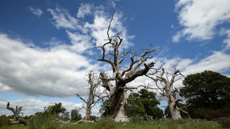 Un-Cielo-Azul-Brillante-Con-Nubes-Blancas-Que-Se-Mueven-Rápidamente-Pasa-Sobre-Un-Grupo-De-árboles-Muertos-Sin-Hojas-En-El-Campo-De-Worcestershire,-Inglaterra,-Reino-Unido