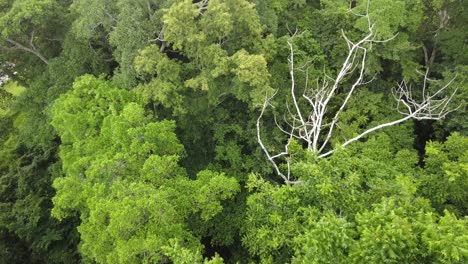 tropical-rainforest-canopy,-amazonian-trees-top-view