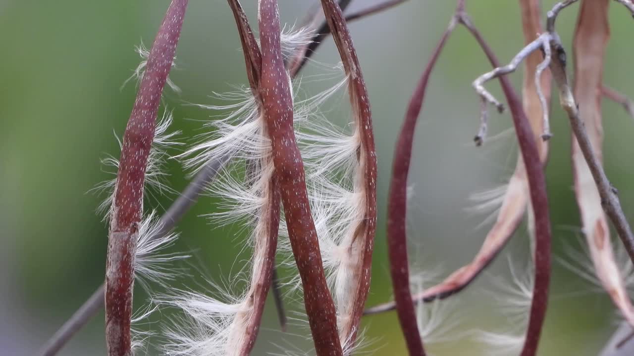 나뭇가지 버스의 해면질 씨앗
