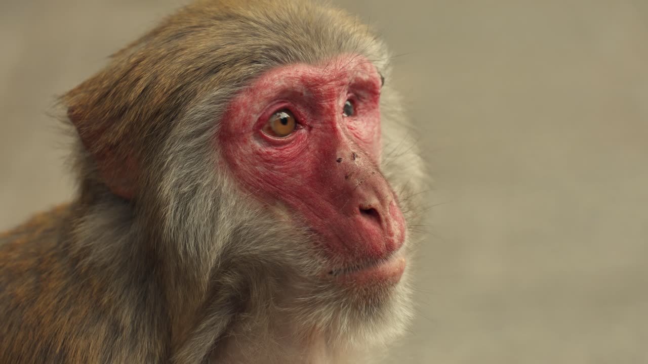 Close-up Portrait of an Asian Macaque Monkey Showing Red Facial Skin and Expression
