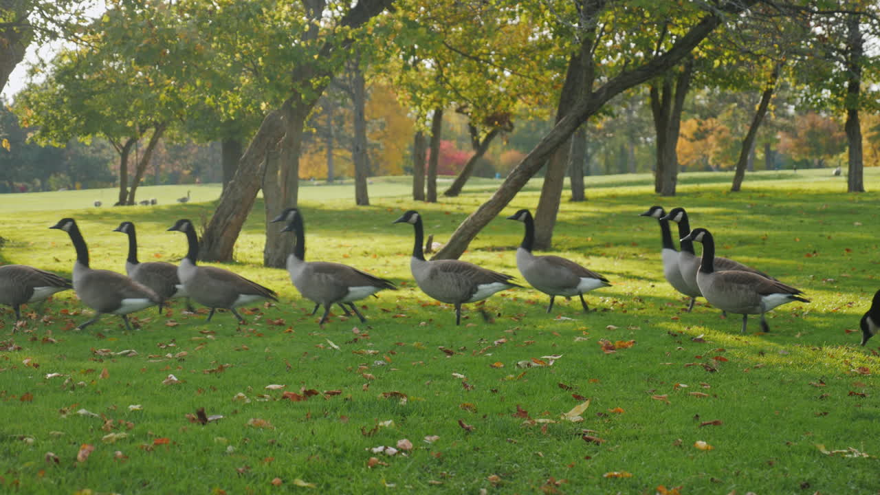 una bandada de gansos camina en un prado verde al atardecer 8