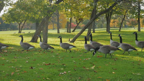 a flock of geese walk in a green meadow at sunset 8